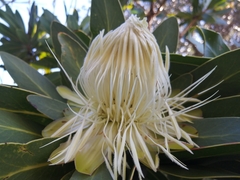 Protea comptonii