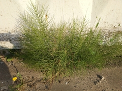 Equisetum arvense