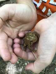 Anaxyrus americanus