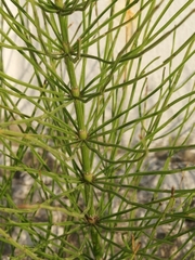 Equisetum arvense