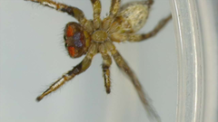Habronattus altanus