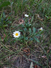 Leucanthemum vulgare