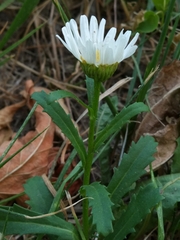 Leucanthemum vulgare