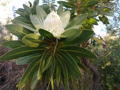 Protea comptonii