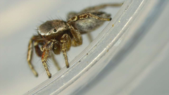 Habronattus altanus
