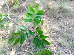 Pistacia × saportae