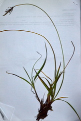 Carex edura