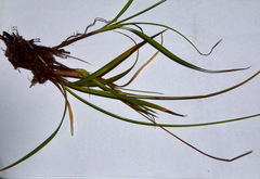 Carex edura