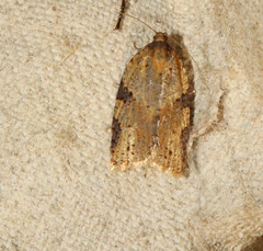 Clepsis spectrana