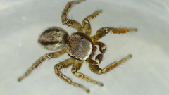 Habronattus altanus