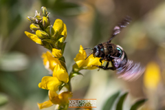 Xylocopa californica diamesa