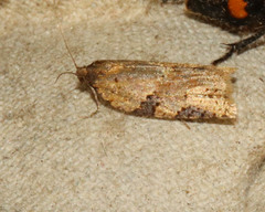 Clepsis spectrana