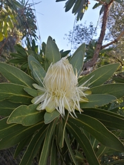 Protea comptonii