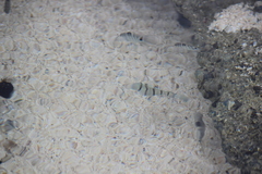 Acanthurus triostegus sandvicensis