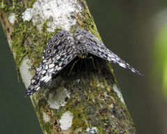 Hamadryas fornax
