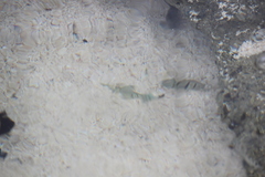 Acanthurus triostegus sandvicensis