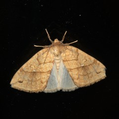 Xanthia rectilineata