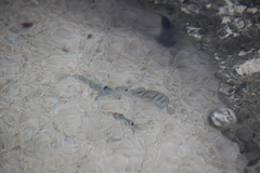 Acanthurus triostegus sandvicensis