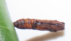 Acraea petraea