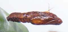 Acraea petraea