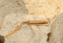 Donacaula mucronella