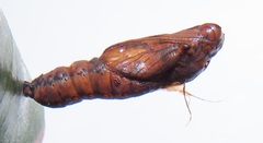 Acraea petraea