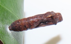 Acraea petraea