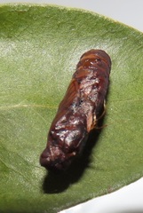 Acraea petraea