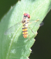 Toxomerus verticalis