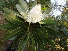Protea comptonii