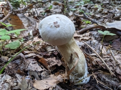 Tylopilus rhoadsiae