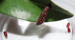 Acraea petraea
