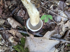 Tylopilus rhoadsiae