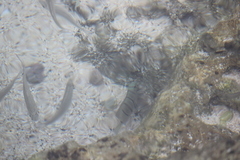 Acanthurus triostegus sandvicensis