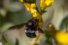 Xylocopa californica diamesa