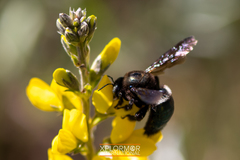 Xylocopa californica diamesa