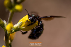 Xylocopa californica diamesa