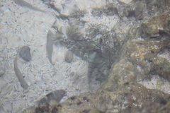 Acanthurus triostegus sandvicensis