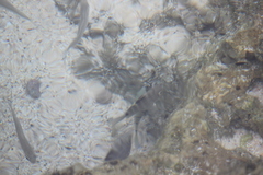 Acanthurus triostegus sandvicensis