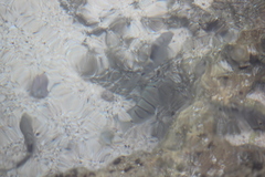 Acanthurus triostegus sandvicensis