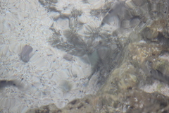 Acanthurus triostegus sandvicensis