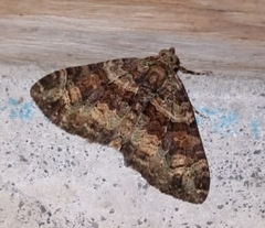 Hammaptera parinotata