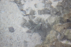 Acanthurus triostegus sandvicensis