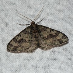 Myrioblephara duplexa