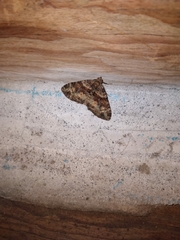 Hammaptera parinotata