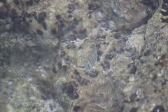 Acanthurus triostegus sandvicensis