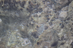 Acanthurus triostegus sandvicensis