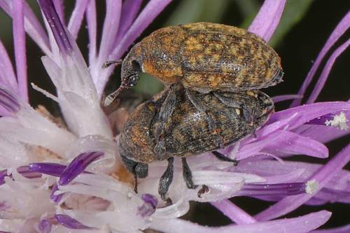Blunt Knapweed Flower Weevil photo 3