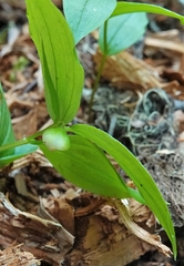 Streptopus streptopoides