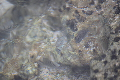 Acanthurus triostegus sandvicensis